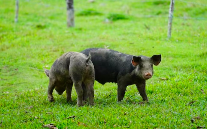 伊比利猪肉的獨特之旅：從古老森林到美食家的餐桌